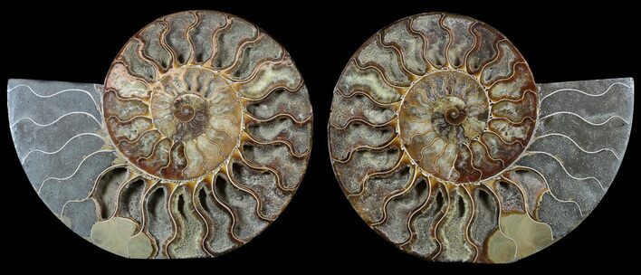 Large, Polished Ammonite Pair - Crystal Chambers #56160
